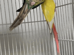 Bonded Breeding Pair Green Cheek Conures
